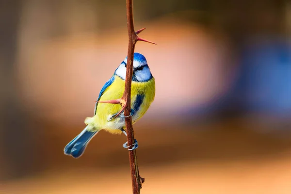 Söt Färgglad Fågel Natur Bakgrund Vanlig Fågel Blåmes Cyanistes Caeruleus — Stockfoto