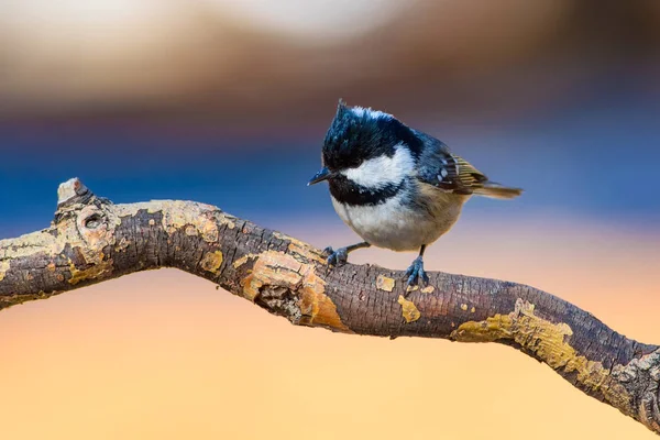 かわいい鳥自然の背景 庭の森の鳥 石炭のティット — ストック写真