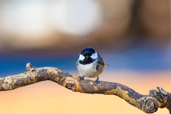 かわいい鳥自然の背景 庭の森の鳥 石炭のティット — ストック写真