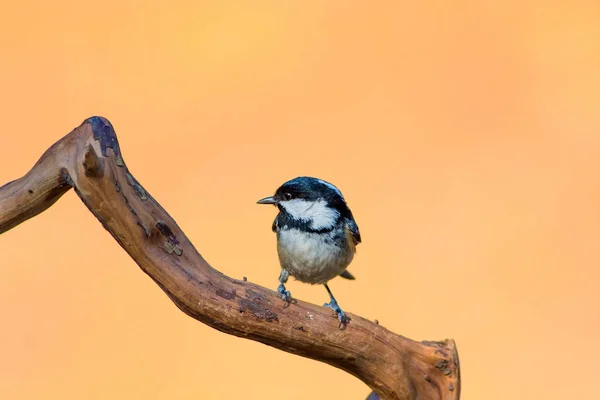 Joli Petit Oiseau Fond Naturel Parc Jardin Forêt Oiseau Charbon — Photo