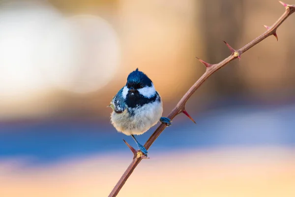 Niedlicher Kleiner Vogel Natur Hintergrund Park Garten Waldvogel Kohlmeise — Stockfoto