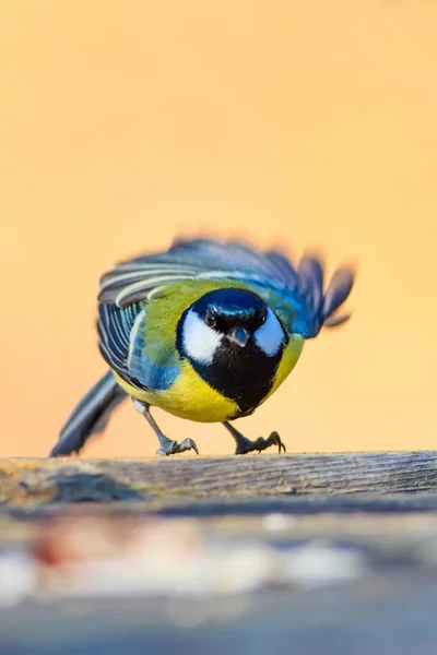 Uccellino Carino Bella Tetta Sfondo Della Natura — Foto Stock