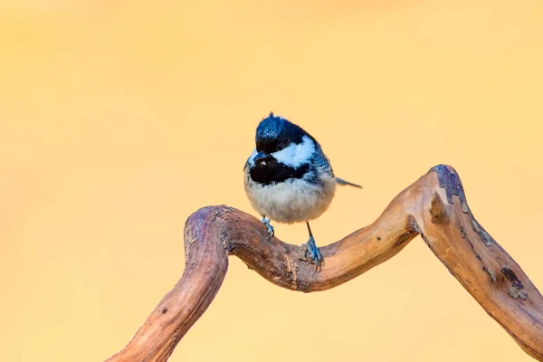 Милий Маленький Птах Природний Фон Парк Садовий Лісовий Птах Вугільна — стокове фото