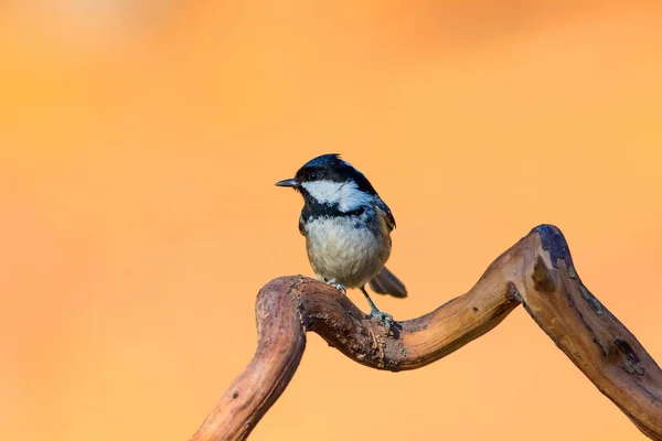 Niedlicher Kleiner Vogel Natur Hintergrund Park Garten Waldvogel Kohlmeise — Stockfoto