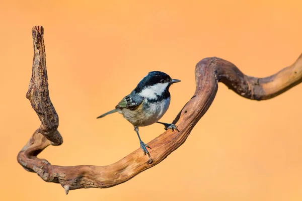 Joli Petit Oiseau Fond Naturel Parc Jardin Forêt Oiseau Charbon — Photo