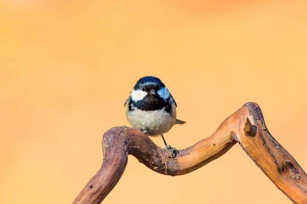 かわいい鳥自然の背景 庭の森の鳥 石炭のティット — ストック写真