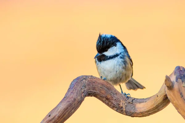 かわいい鳥自然の背景 庭の森の鳥 石炭のティット — ストック写真