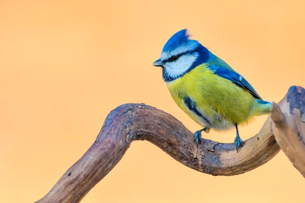 Carino Uccello Colorato Sfondo Naturale Uccello Comune Eurasian Blue Tit — Foto Stock