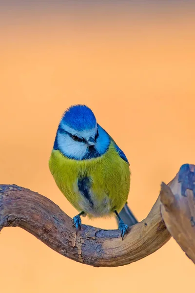 Söt Färgglad Fågel Natur Bakgrund Vanlig Fågel Blåmes Cyanistes Caeruleus — Stockfoto