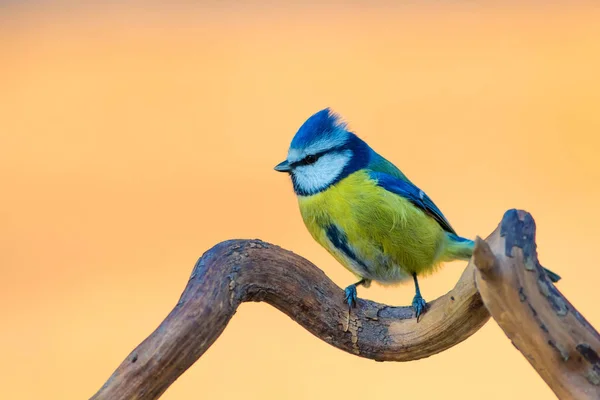 かわいいカラフルな鳥 自然の背景 一般的な鳥 ユーラシアブルーティット シアニストカエルールス — ストック写真