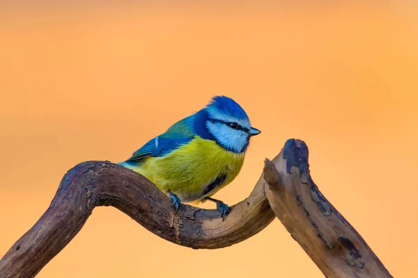 Cute Colorful Bird Nature Background Common Bird Eurasian Blue Tit — Stock Photo, Image