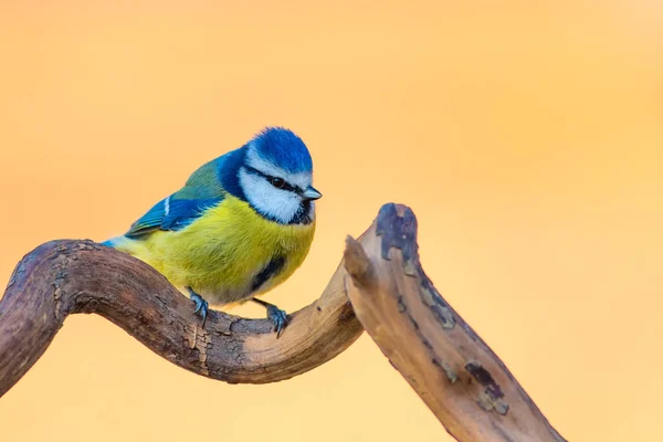 Sevimli Renkli Kuş Doğa Arka Planı Ortak Kuş Avrasya Mavi — Stok fotoğraf