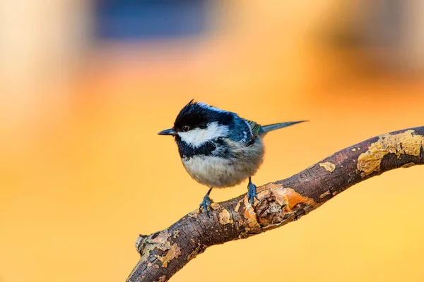 Aranyos Kis Madár Természet Háttere Park Kerti Erdei Madár Széncinege — Stock Fotó