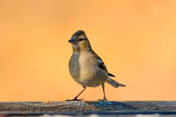 Sevimli Küçük Kuş Doğal Arka Plan Kuş Ortak Chaffinch Fringilla — Stok fotoğraf