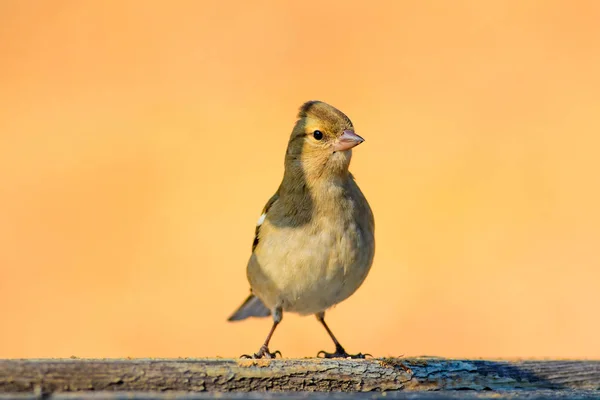 Niedlicher Kleiner Vogel Natürlicher Hintergrund Vogel Buchfink Fransencoelebs — Stockfoto