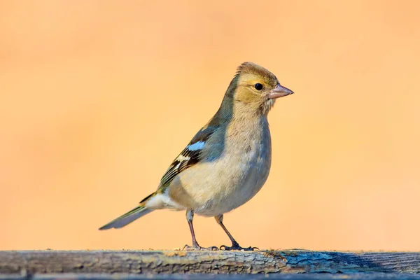 可爱的小鸟自然背景 普通的查芬雀 弗林吉拉 科莱布斯 — 图库照片