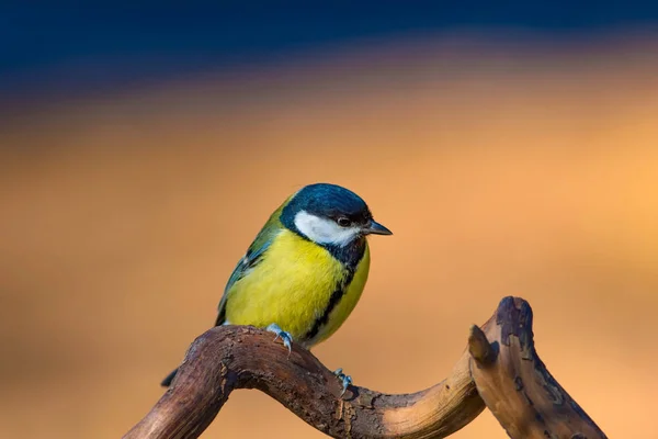Cute Małego Ptaka Wielkie Cycki Tło Przyrodnicze — Zdjęcie stockowe