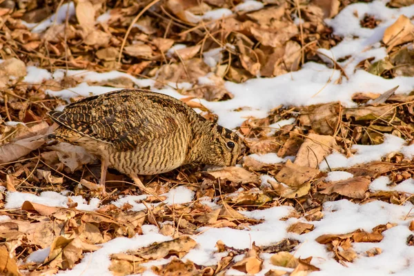 Pájaro Camuflaje Woodcock Hojas Secas Nieve Bird Eurasian Woodcock Scolopax — Foto de Stock