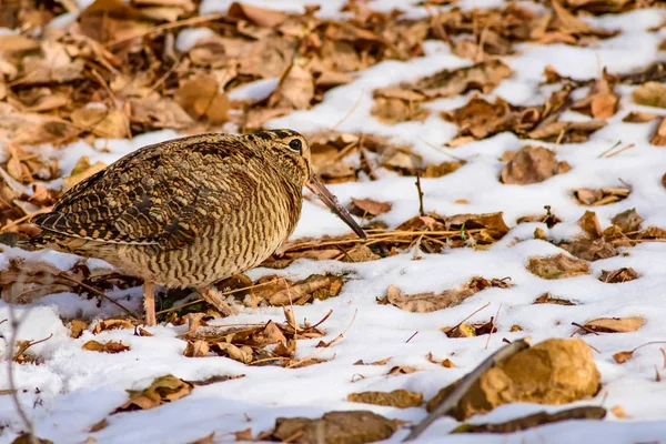 Camouflage Oiseau Bécasse Feuilles Sèches Brunes Neige Oiseau Bécasse Eurasie — Photo