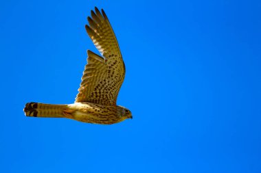 Avıyla uçan şahin. Kuş: Küçük Kerkenez. Falco naumanni. Mavi gökyüzü arka planı.