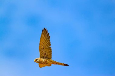 Avıyla uçan şahin. Kuş: Küçük Kerkenez. Falco naumanni. Mavi gökyüzü arka planı.