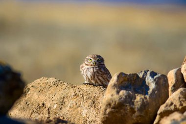 Sevimli küçük baykuş. Kuş: Küçük baykuş Athene noctua. Doğal arka plan.