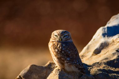Sevimli küçük baykuş. Kuş: Küçük baykuş Athene noctua. Doğal arka plan.