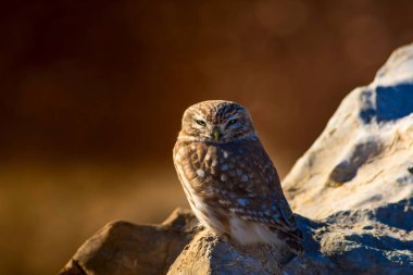 Sevimli küçük baykuş. Kuş: Küçük baykuş Athene noctua. Doğal arka plan.