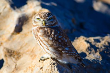 Sevimli küçük baykuş. Kuş: Küçük baykuş Athene noctua. Doğal arka plan.