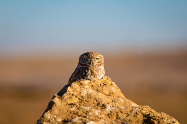 Sevimli küçük baykuş. Kuş: Küçük baykuş Athene noctua. Doğal arka plan.
