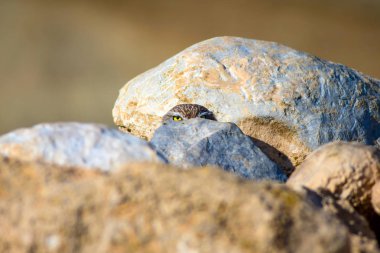 Sevimli küçük baykuş. Kuş: Küçük baykuş Athene noctua. Doğal arka plan.