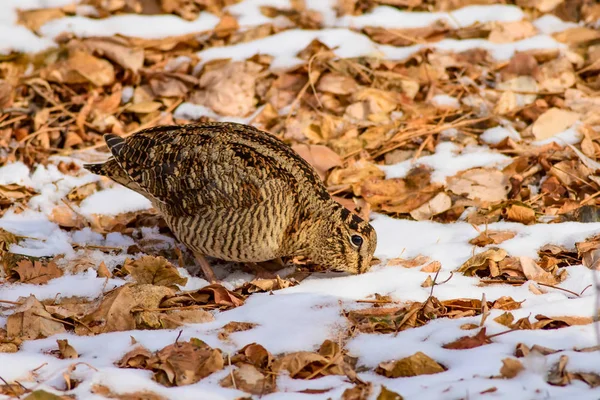 Camouflage Vogel Woodcock Bruine Droge Bladeren Sneeuw Vogel Euraziatische Woodcock — Stockfoto