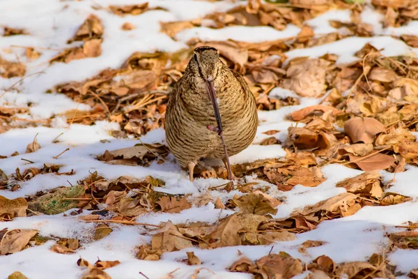 Woodcock Fond Neige Feuilles Sèches Oiseau Bécasse Eurasie Scolopax Rusticola — Photo