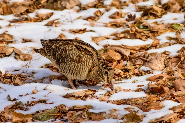 Woodcock Fondo Nieve Hojas Secas Bird Eurasian Woodcock Scolopax Rusticola — Foto de Stock