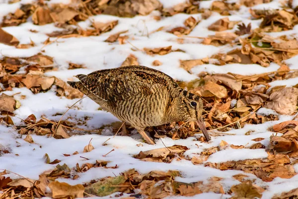 Woodcock Fondo Nieve Hojas Secas Bird Eurasian Woodcock Scolopax Rusticola — Foto de Stock