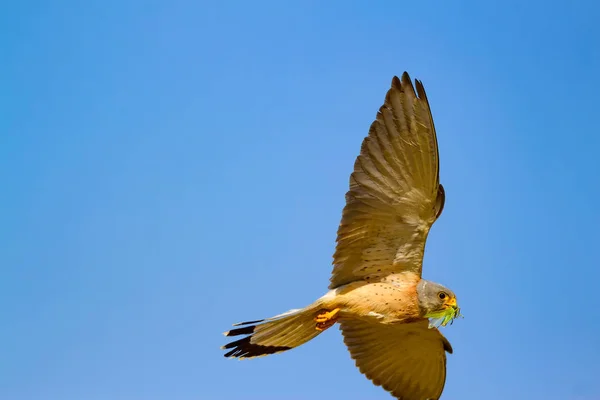 Fliegender Falke Mit Seiner Jagd Vogel Turmfalke Falco Naumanni Blauer — Stockfoto