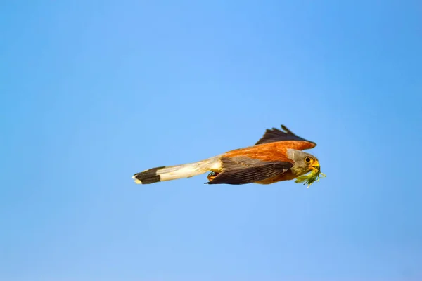 Flying falcon with its hunt. Bird: Lesser Kestrel. Falco naumanni. Blue sky background.