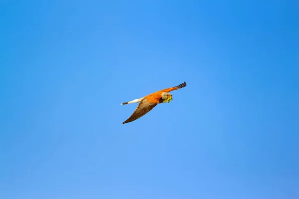 Avıyla Uçan Şahin Kuş Küçük Kerkenez Falco Naumanni Mavi Gökyüzü — Stok fotoğraf