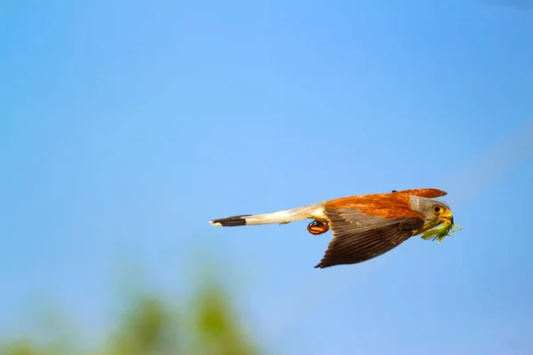 Falcão Voador Com Sua Caça Pássaro Menos Kestrel Falco Naumanni — Fotografia de Stock