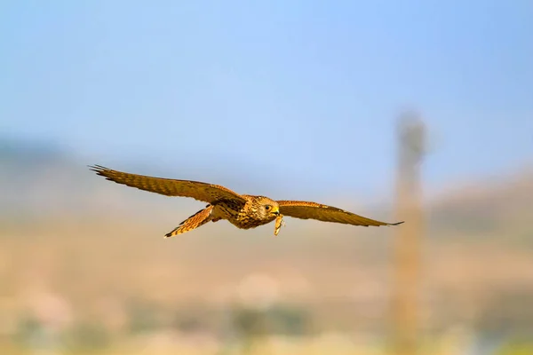 Flying Bird Blue Sky Background Common Kestrel Lesser Kestrel Falco — Stock Photo, Image