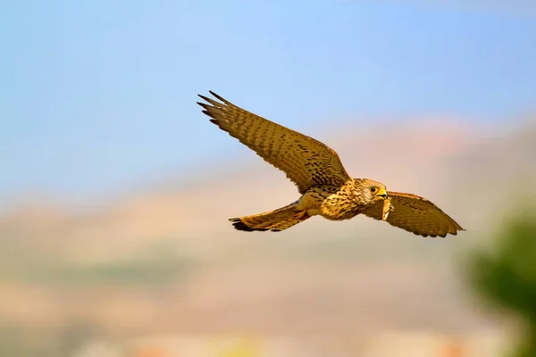 Uccello Volante Sfondo Cielo Blu Gheppio Comune Piccolo Gheppio Falco — Foto Stock