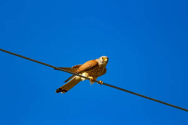 Flying falcon with its hunt. Bird: Lesser Kestrel. Falco naumanni. Blue sky background.