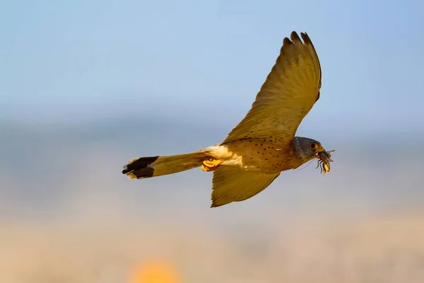 Flying falcon with its hunt. Bird: Lesser Kestrel. Falco naumanni. Blue sky background.