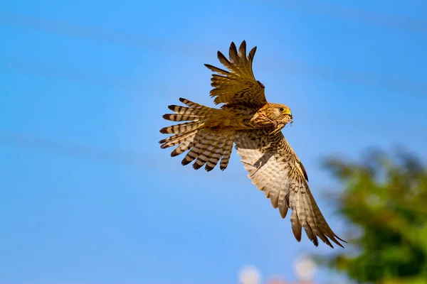 Halcón Volador Con Caza Bird Lesser Kestrel Falco Naumanni Fondo — Foto de Stock