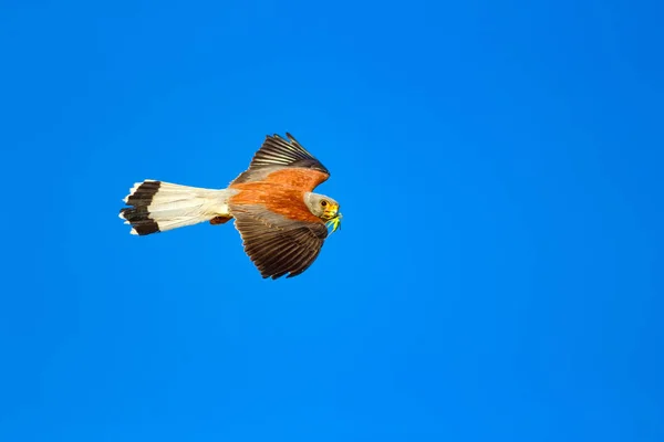 Fliegender Falke Mit Seiner Jagd Vogel Turmfalke Falco Naumanni Blauer — Stockfoto