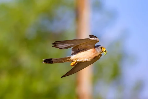 Falcão Voador Com Sua Caça Pássaro Menos Kestrel Falco Naumanni — Fotografia de Stock