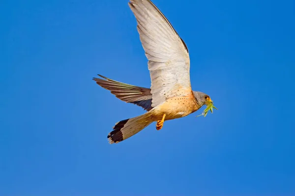 Flying falcon with its hunt. Bird: Lesser Kestrel. Falco naumanni. Blue sky background.