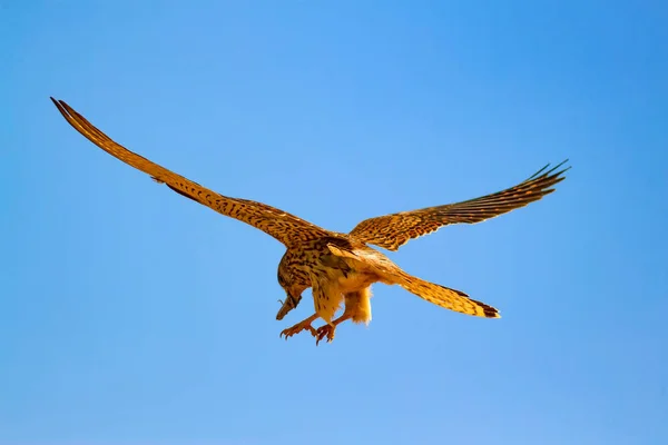 Fliegender Falke Mit Seiner Jagd Vogel Turmfalke Falco Naumanni Blauer — Stockfoto