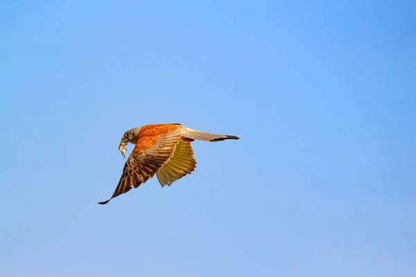 Lentävä Haukka Metsästyksineen Lintu Vähemmän Kestrel Falco Naumanni Sinisen Taivaan — kuvapankkivalokuva