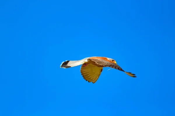 Faucon Volant Avec Chasse Oiseau Petit Crécerelle Falco Naumanni Fond — Photo